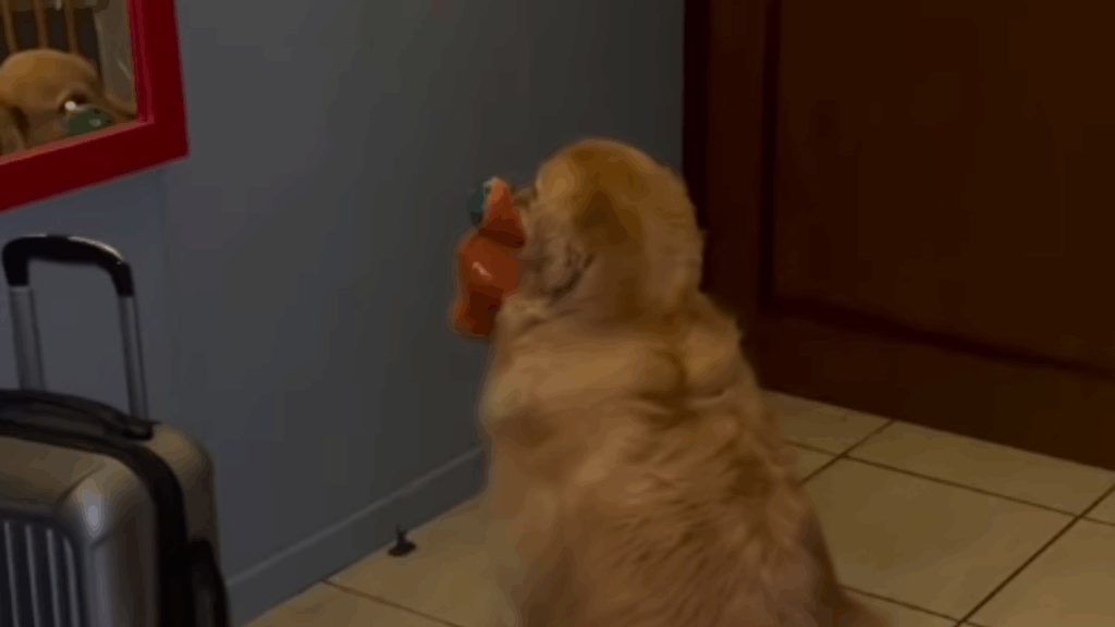 “Drama na madrugada”: Golden retriever farta de choro de recém-nascida vira de costas com pelúcia e diverte a web