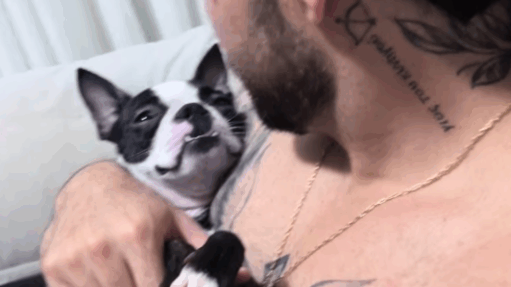 “Ele será um bom pai”: Médica viraliza ao mostrar como o marido trata o cachorro
