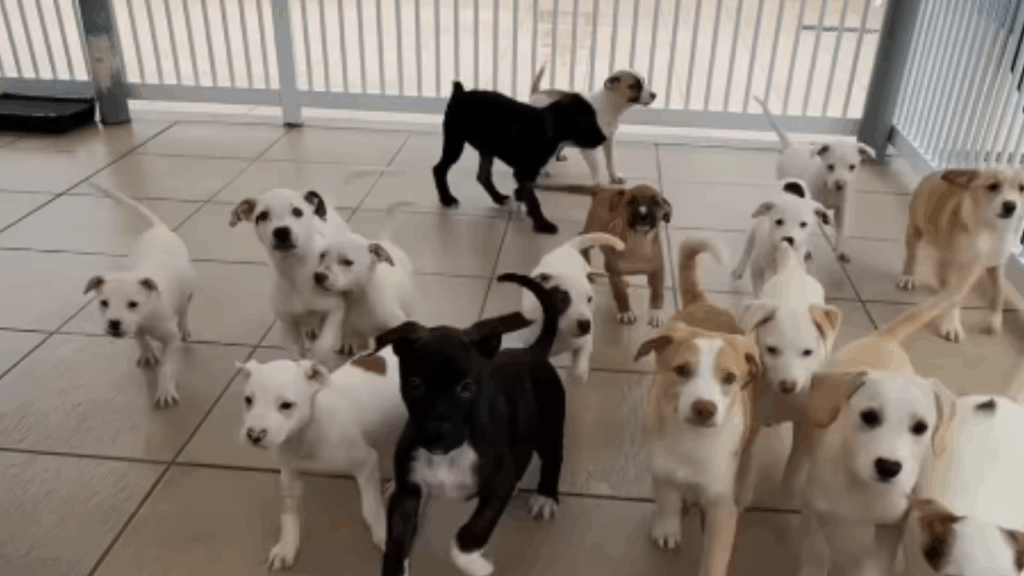 "Olhou pro lado e não tinha ninguém": cãozinho vê 15 'irmãos' serem adotados e fica sozinho em abrigo