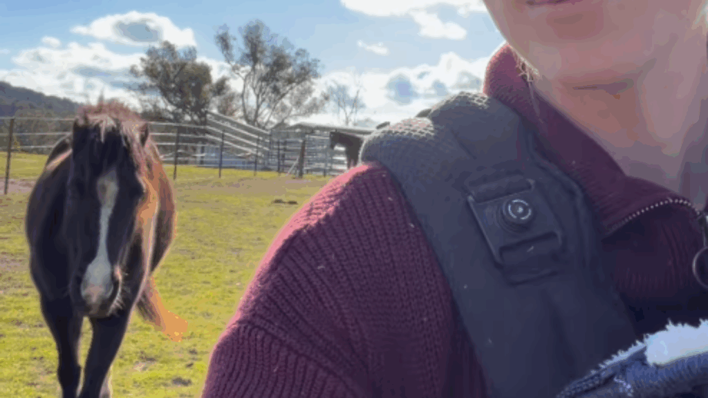 "Ninguém mexe com esse bebê": égua líder e grávida assume papel de guardiã de recém-nascido e impede aproximação de cavalos