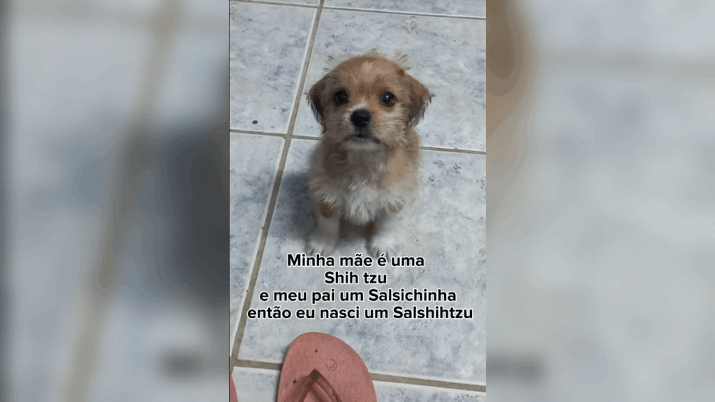 Como seria um shih-tzu misturado com salsichinha? Filhotinha Luna cresce e entrega resposta perfeita