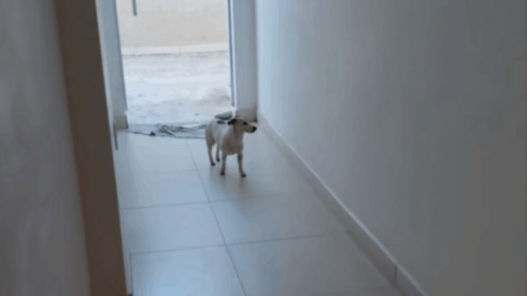 A cachorrinha mais travessa e divertida de Belo Horizonte para arrancar sorrisos e alertar tutores