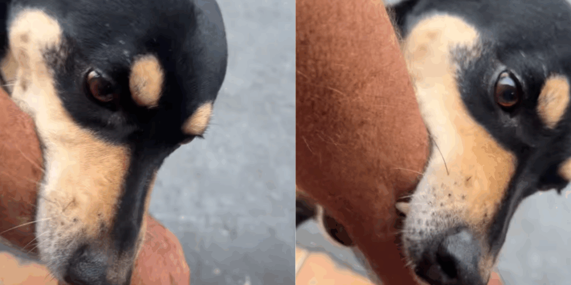 “Golpe perfeito”: Vídeo de vira-lata que 'guia' cliente até a estufa de petiscos em bar ultrapassa um milhão de visualizações nas redes