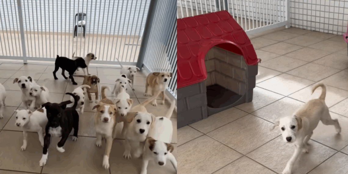 "Olhou pro lado e não tinha ninguém": cãozinho vê 15 'irmãos' serem adotados e fica sozinho em abrigo