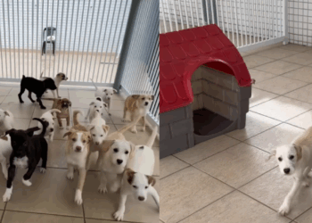"Olhou pro lado e não tinha ninguém": cãozinho vê 15 'irmãos' serem adotados e fica sozinho em abrigo