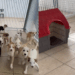 "Olhou pro lado e não tinha ninguém": cãozinho vê 15 'irmãos' serem adotados e fica sozinho em abrigo