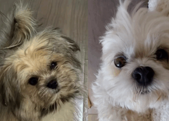 Casal adota cão diferente para superar luto, mas tempo revela mudança inacreditável: “Eles voltam”
