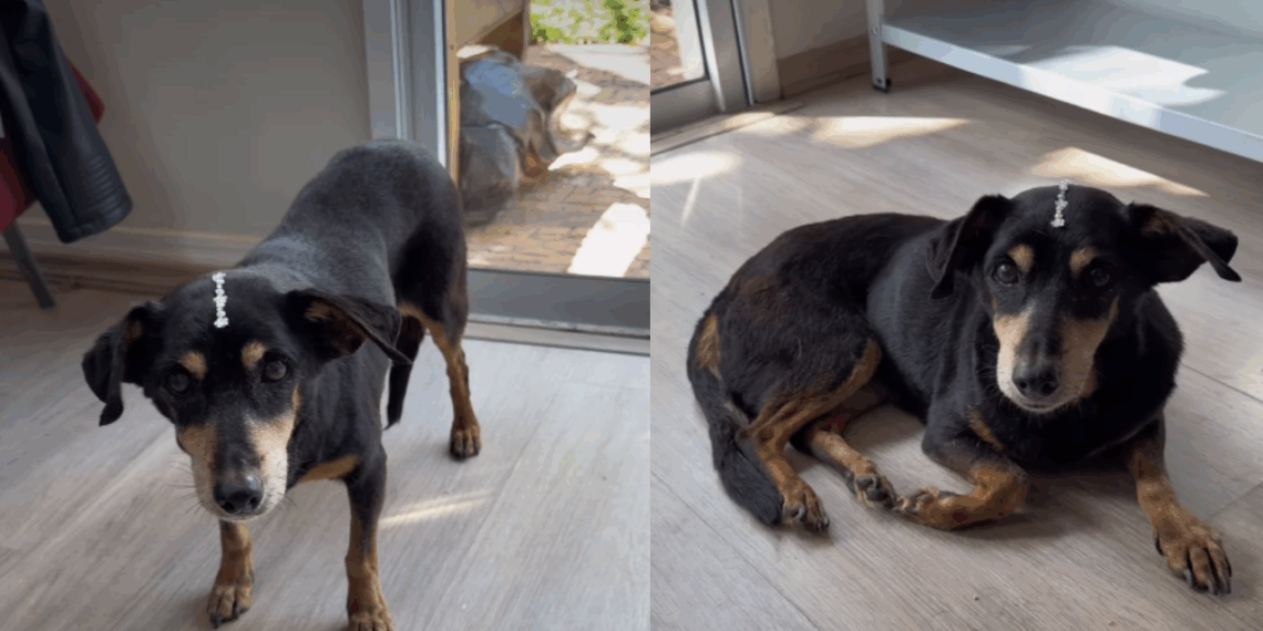 Cães seniores: a psicologia por trás da dificuldade de adoção e por que adotar um idoso