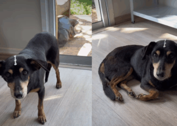 Cães seniores: a psicologia por trás da dificuldade de adoção e por que adotar um idoso