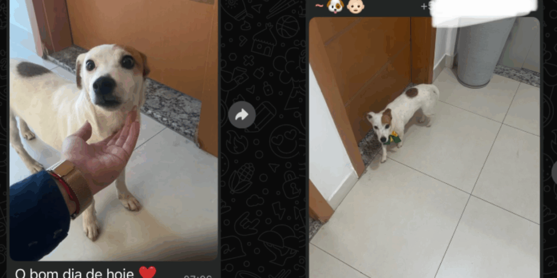 A cachorrinha mais travessa e divertida de Belo Horizonte para arrancar sorrisos e alertar tutores