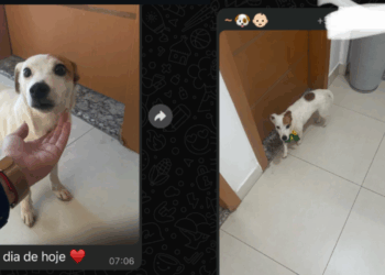 A cachorrinha mais travessa e divertida de Belo Horizonte para arrancar sorrisos e alertar tutores