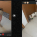 A cachorrinha mais travessa e divertida de Belo Horizonte para arrancar sorrisos e alertar tutores