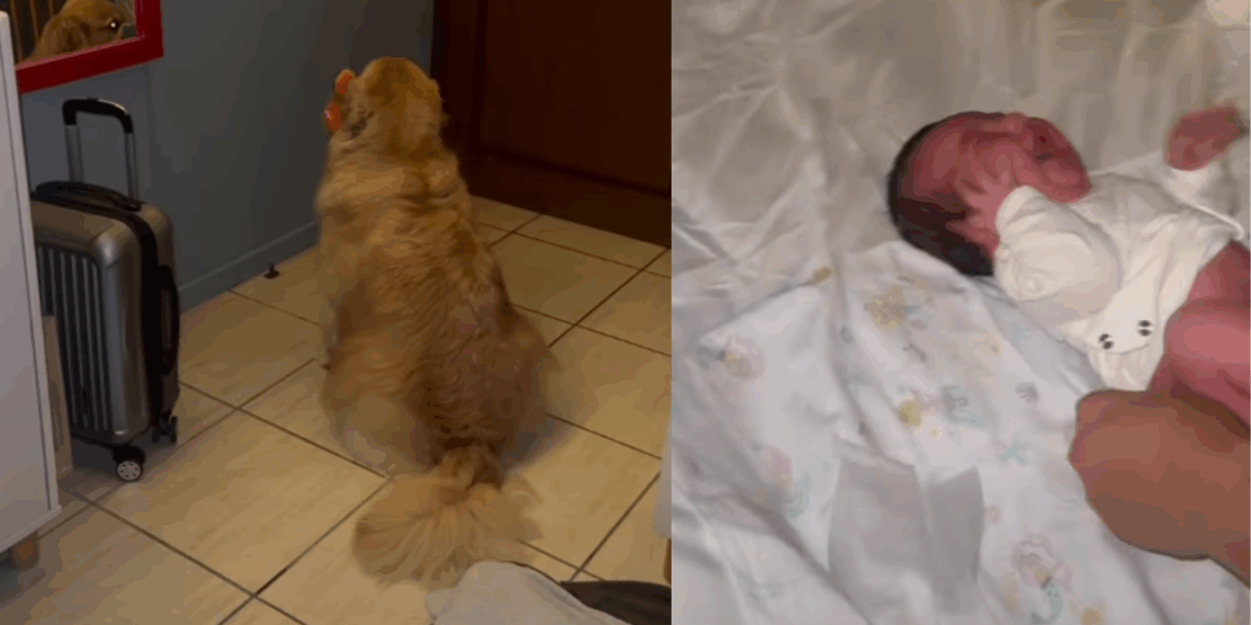 “Drama na madrugada”: Golden retriever farta de choro de recém-nascida vira de costas com pelúcia e diverte a web
