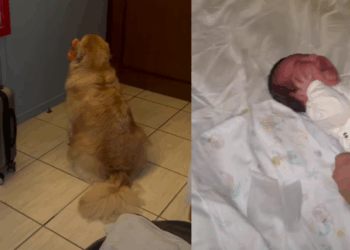 “Drama na madrugada”: Golden retriever farta de choro de recém-nascida vira de costas com pelúcia e diverte a web