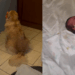 “Drama na madrugada”: Golden retriever farta de choro de recém-nascida vira de costas com pelúcia e diverte a web