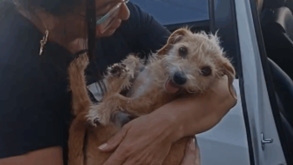 Resgatada das ruas e hoje estrela da web: gatinha ou cachorrinha? Fofuchinha usa olhar pidão para ganhar comida extra