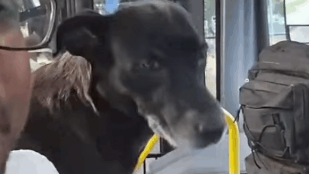 “Cadê o amor da minha vida?”: Motorista se alegra ao reencontrar cadela no ponto