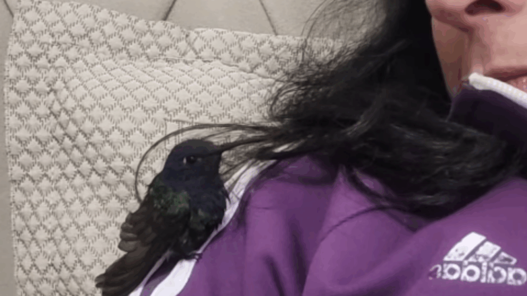 "Vida no campo e suas surpresas": beija-flor resgatado bica rosto de mulher em gesto de carinho e comove a web