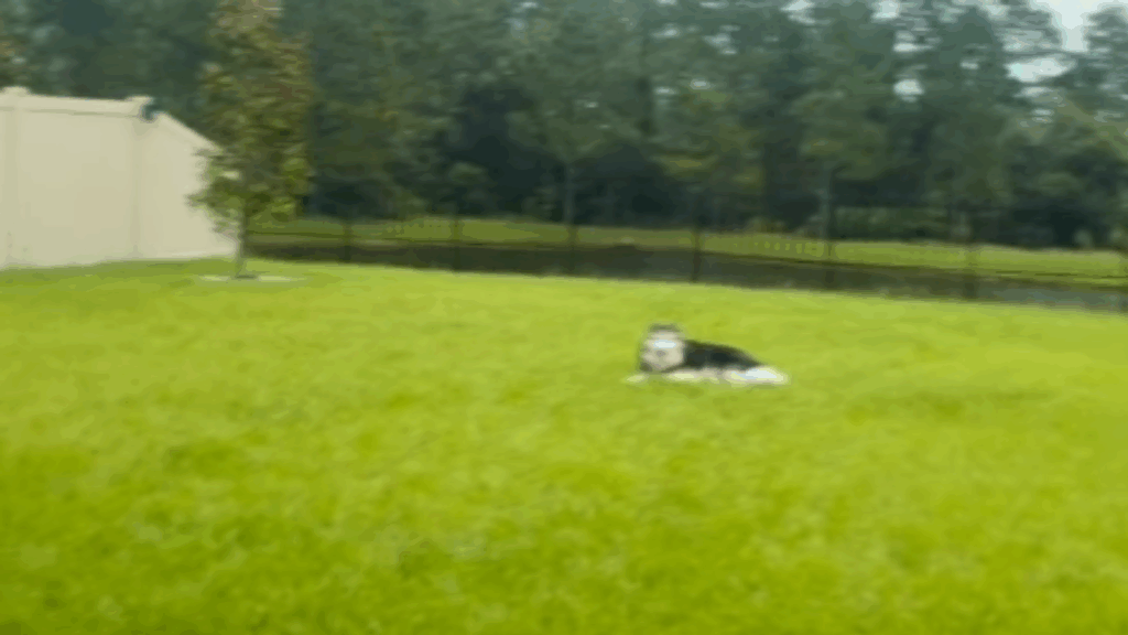 Conheça Layka, a husky siberiana que viveu anos em apartamento e viralizou ao ganhar um quintal