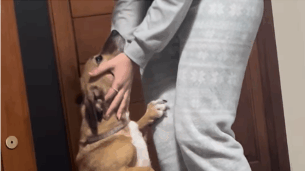 "Patas queimadas no asfalto": cão moribundo segue mulher e adormece no colo dela