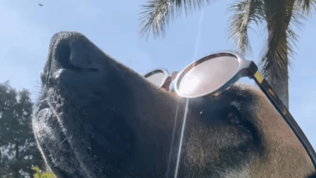 “Recado para quem me abandonou”: Cachorra gigantona com óculos escuros em piscina viraliza e diverte a internet