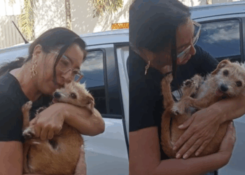 Resgatada das ruas e hoje estrela da web: gatinha ou cachorrinha? Fofuchinha usa olhar pidão para ganhar comida extra