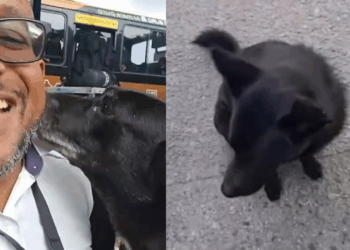 “Cadê o amor da minha vida?”: Motorista se alegra ao reencontrar cadela no ponto