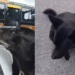 “Cadê o amor da minha vida?”: Motorista se alegra ao reencontrar cadela no ponto