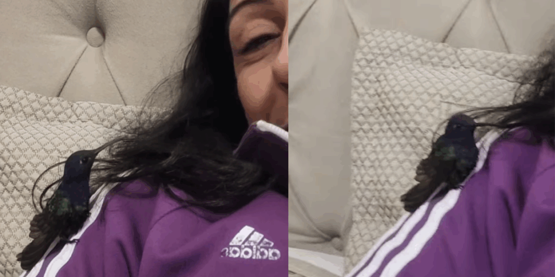 "Vida no campo e suas surpresas": beija-flor resgatado bica rosto de mulher em gesto de carinho e comove a web