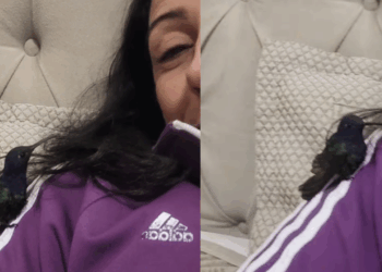 "Vida no campo e suas surpresas": beija-flor resgatado bica rosto de mulher em gesto de carinho e comove a web