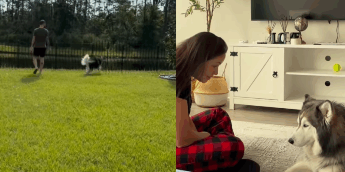 Husky que sempre viveu em apartamento conhece quintal e emociona web: "Desculpa a demora"