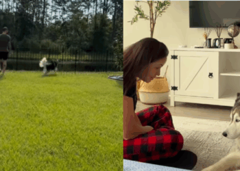 Husky que sempre viveu em apartamento conhece quintal e emociona web: "Desculpa a demora"