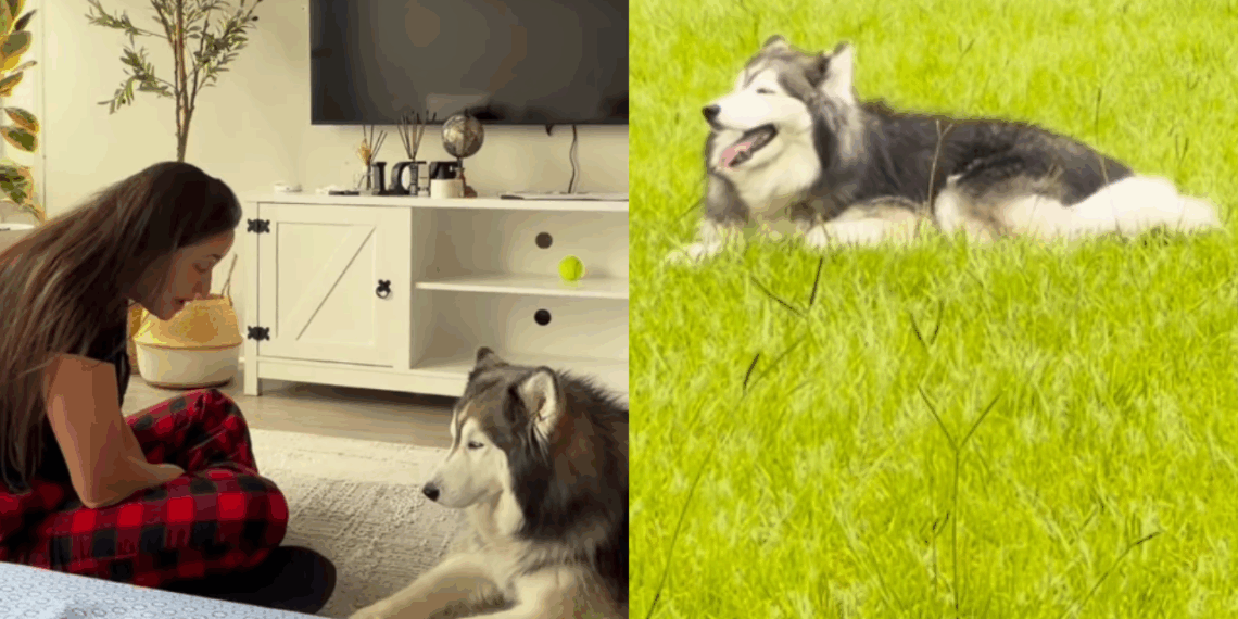 Conheça Layka, a husky siberiana que viveu anos em apartamento e viralizou ao ganhar um quintal