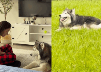 Conheça Layka, a husky siberiana que viveu anos em apartamento e viralizou ao ganhar um quintal