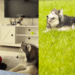 Conheça Layka, a husky siberiana que viveu anos em apartamento e viralizou ao ganhar um quintal
