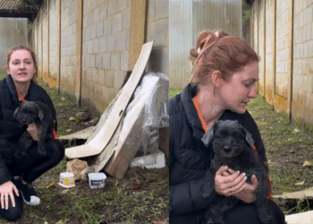 Protetora sai para resgatar cão doente, cruza com cadela faminta e salva 14 vidas: “Literalmente pediu socorro”