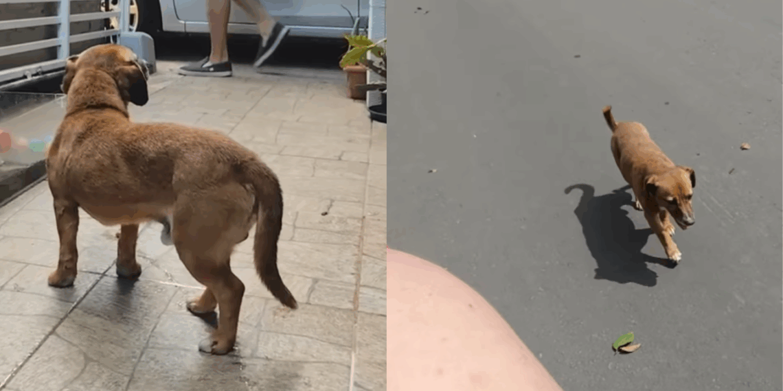 "Patas queimadas no asfalto": cão moribundo segue mulher e adormece no colo dela