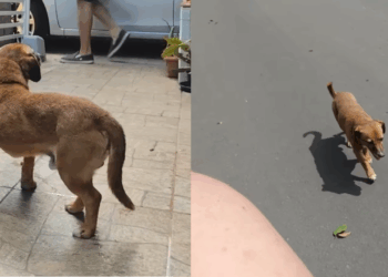 "Patas queimadas no asfalto": cão moribundo segue mulher e adormece no colo dela
