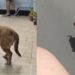 "Patas queimadas no asfalto": cão moribundo segue mulher e adormece no colo dela