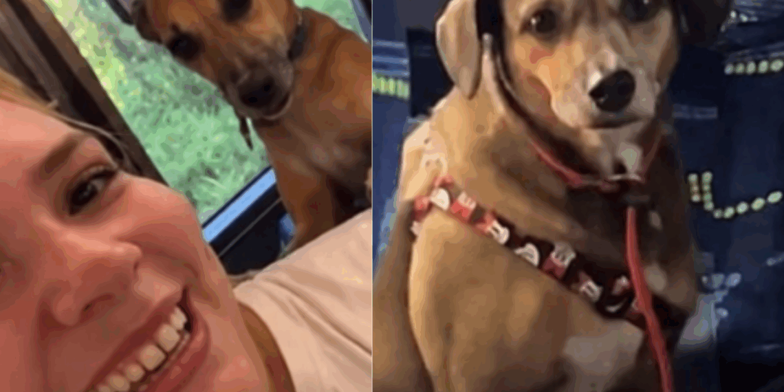 "Ninguém solta a pata de ninguém": família freta ônibus e percorre 4.000 km com 18 pets para não deixar nenhum para trás