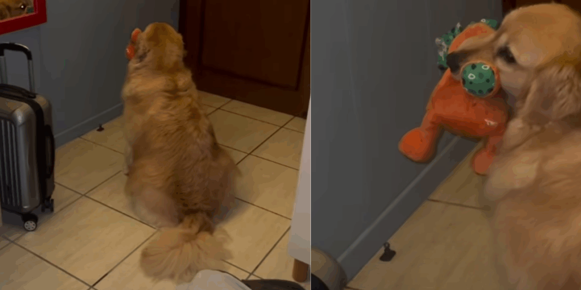 A golden retriever mais engraçada do estado de Santa Catarina para arrancar sorrisos e ensinar tutores