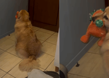 A golden retriever mais engraçada do estado de Santa Catarina para arrancar sorrisos e ensinar tutores