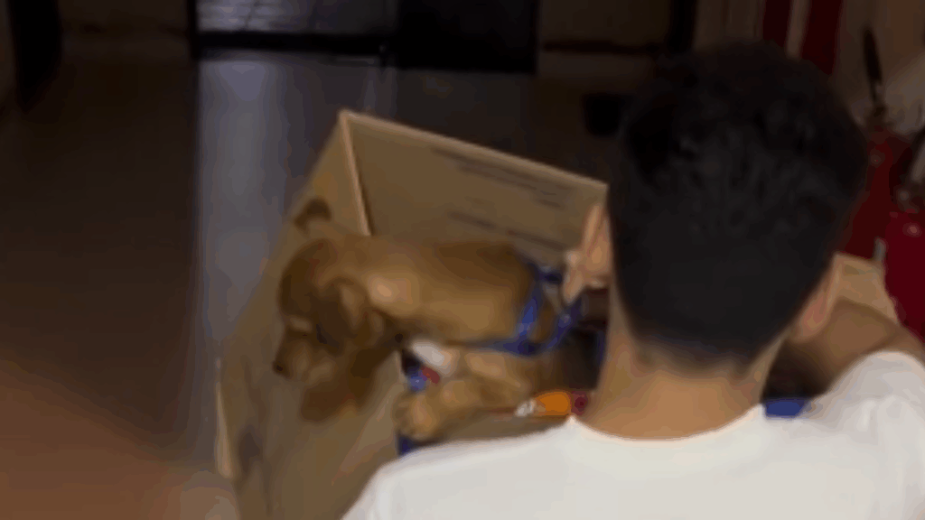 “Expulso do condomínio por chorar”: a história do cachorro que encontrou uma solução inesperada