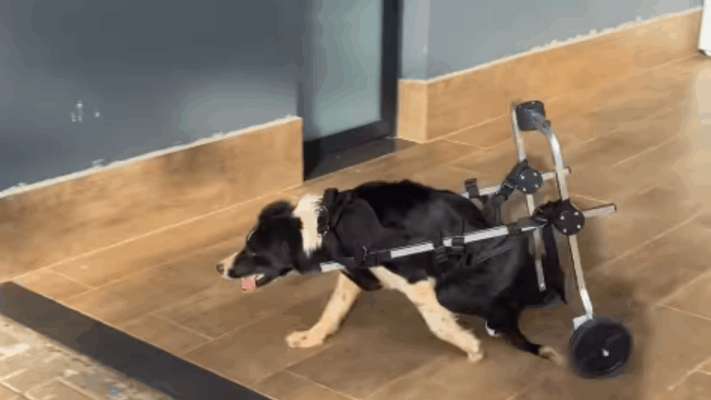 “Falaram sem limitações e ela entendeu sem limites”: Cachorrinha com paralisia ganha cadeirinha de rodas e sai em disparada