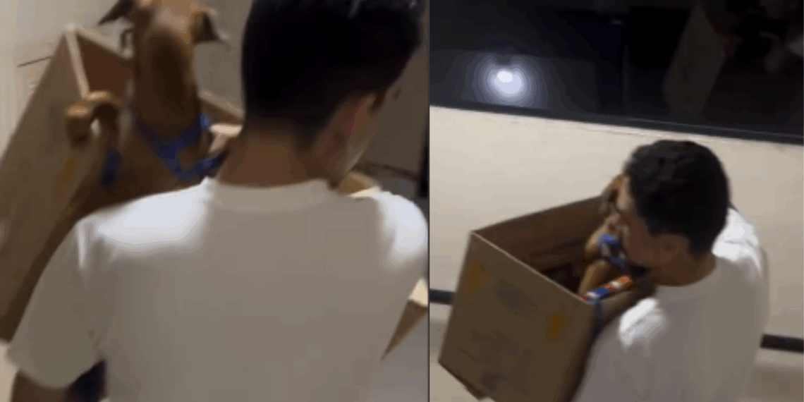 “Expulso do condomínio por chorar”: a história do cachorro que encontrou uma solução inesperada