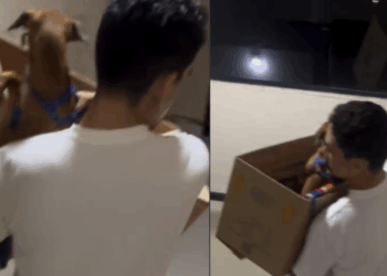 “Expulso do condomínio por chorar”: a história do cachorro que encontrou uma solução inesperada