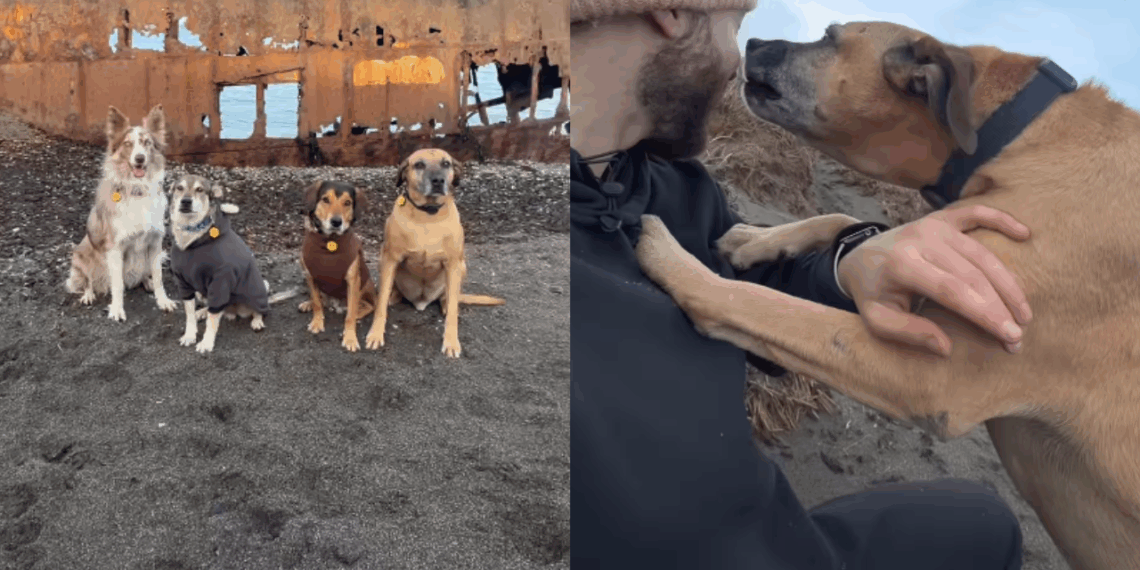 “Voltaria com 3, mas o destino interveio”: Casal viaja com cachorros e vive reviravolta