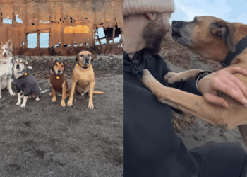 “Voltaria com 3, mas o destino interveio”: Casal viaja com cachorros e vive reviravolta