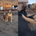 “Voltaria com 3, mas o destino interveio”: Casal viaja com cachorros e vive reviravolta