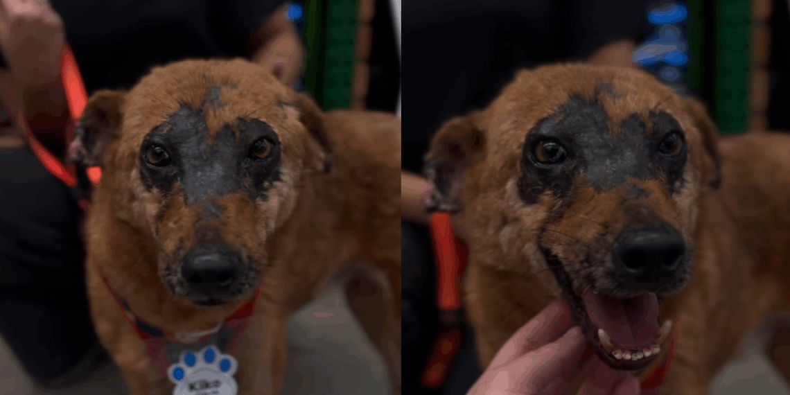 Cão com cicatrizes faciais enfrenta preconceito em feirinhas e ONG faz apelo por adoção: “Exclusivo e único”